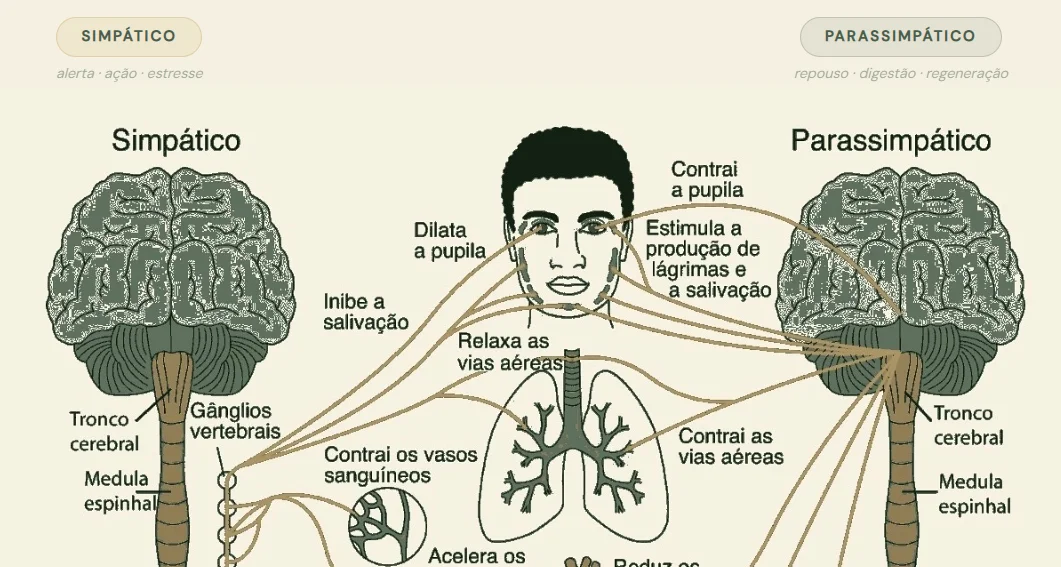 Terapia neural e o Sistema Nervoso Autônomo — Clínica de Longevidade